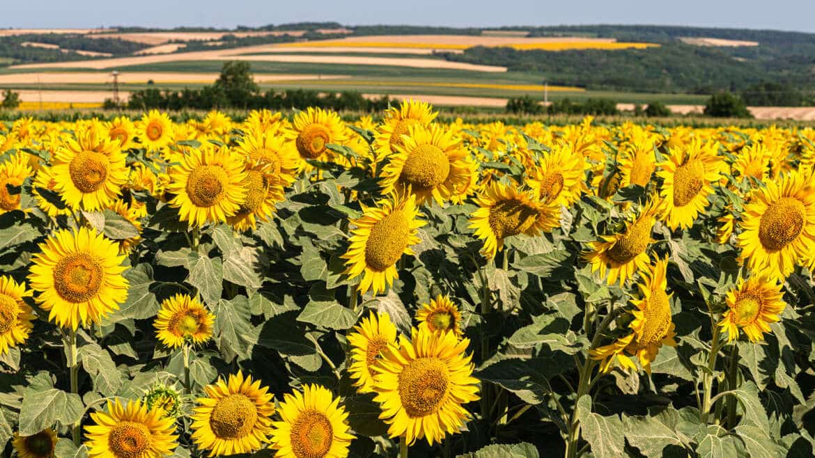 Aktionen im August