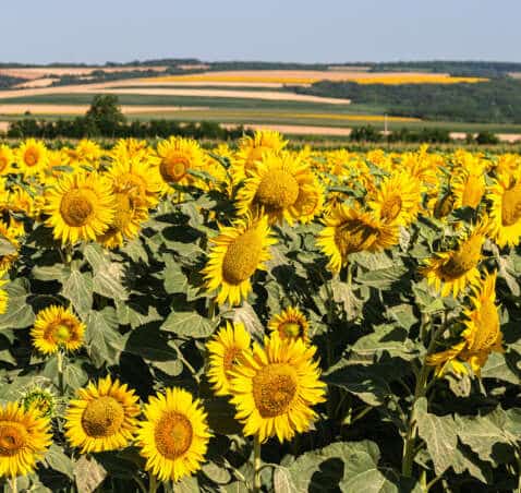 Aktionen im August
